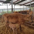 청계 한우 농장 이미지