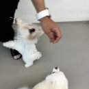 약지애견카페 이미지