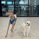 월 스트리트 애견유치원 이미지