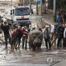 조지아 홍수로 동물원 탈출한 호랑이 사자 모두 찾아 이미지