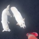 제주 대전 아줌마 민박 이미지