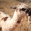 알파카월드 이미지