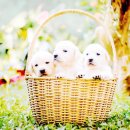 강아지 호텔 이미지