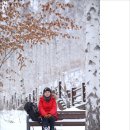 12월11일(수)인제 자작나무숲의 겨울 이미지