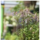 홍사초롱 이미지