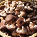 숲속농장 이미지