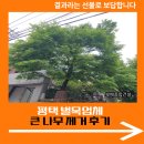 큰무리 | 평택 벌목업체 큰 나무 제거 후기