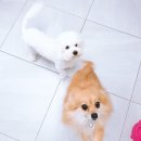 러블리펫텔 네이버블로그