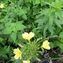 대천천1 이미지