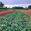 꿈나무농장 이미지