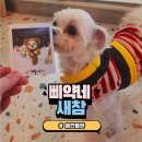 삐약네 새참 | 강아지 포토존 맛집 일산 정발산동 삐약네 새참 방문후기