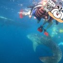 보홀스케치 | 보홀 고래상어 투어 가격 한인업체 보홀스케치 고발투어 내돈내산 후기