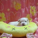 (주)말티 Daum카페