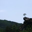 소나무 이미지