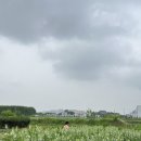 목화 - 영도구 | 목화