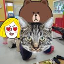 하바어학원 이미지
