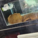 스시소리 이미지