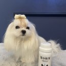 수수하개 이미지