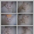 앙큼한고양이 이미지