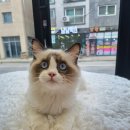 일산고양이분양 라라캣츠 이미지