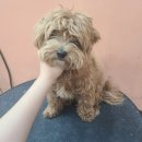 빛나개살롱 이미지