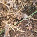 천식농장 이미지