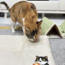 석 천 | [고양이용품] 궁팡후기에서 보고 바로 구매한 이노펫 캣닢 바스락방석