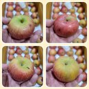 [판매종료] 사과 가정용 5키로 무료배송 이미지