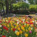 직동근린공원(청소년회관 뒤) | 의정부 가볼만한곳 직동근린공원 튤립 명소 주말 나들이 추천
