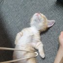 통통배 이미지