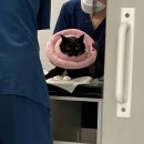 24시 수유 바른펫 동물의료센터 | 강북 수유 24시간 고양이 동물병원 바른펫동물의료센터 고양이 링웜 고양이 피부병 진료 후기(3년째 재진)