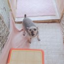 모모 애견미용 이미지