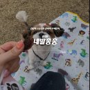 제이그림나라유치원 | 전주강아지수제간식 &#39;네발총총&#39;에 방문한 후기
