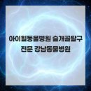 아이힐 동물병원 | 아이힐동물병원 슬개골탈구 전문 강남동물병원