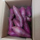 혜인농장 | 내돈내산 - 달고 맛있는 [승상공구X도시농장: 로얄벌꿀고구마🍠] 후기