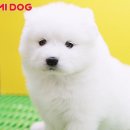 요미독 강아지분양 일산점 이미지