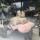 쎈느 건국 이미지