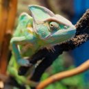 도마뱀류(lizard, gecko, chameleon) 이미지