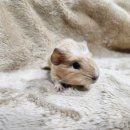 펫엔글라이더 인천점 이미지