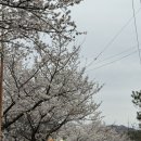 운문댐하류보4 이미지