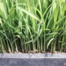 미네랄쌀 이미지