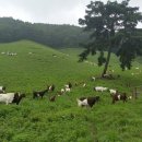 강원 염소 축산 이미지