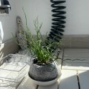 관수야관수 | 초보 식집사 등장 ! - 스프링골풀 준쿠스 <상시저면관수>