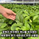 쑥부쟁이 | 호명산 부지깽이 취나물 부지갱이 쑥부쟁이 후기 내돈내산 추천 사용법