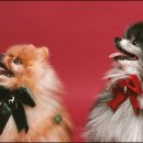 헬로우 독 이미지