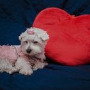 리버동물의료센터 이미지