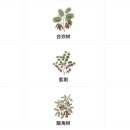 [장물지(長物志)] 화목 (12) 자형(紫荊)•체당(棣棠) 이미지
