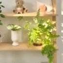 여름식물 인테리어 이미지