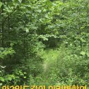 참나무