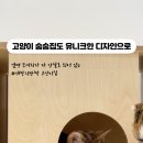 내방안 고양이 이미지